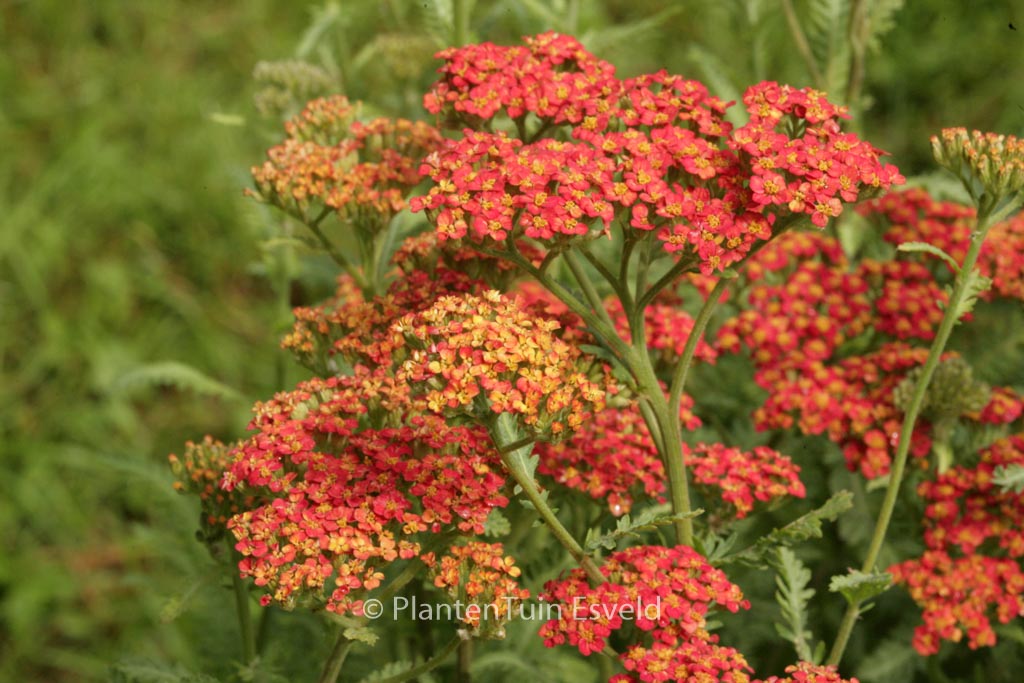 Achillea ‘Walther Funcke’