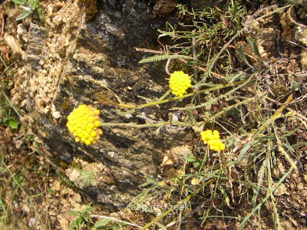 Achillea clypeolata