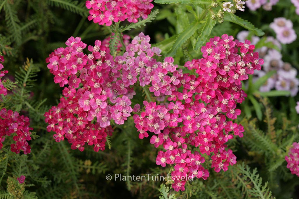 Achillea millefolium ‘Heidi’