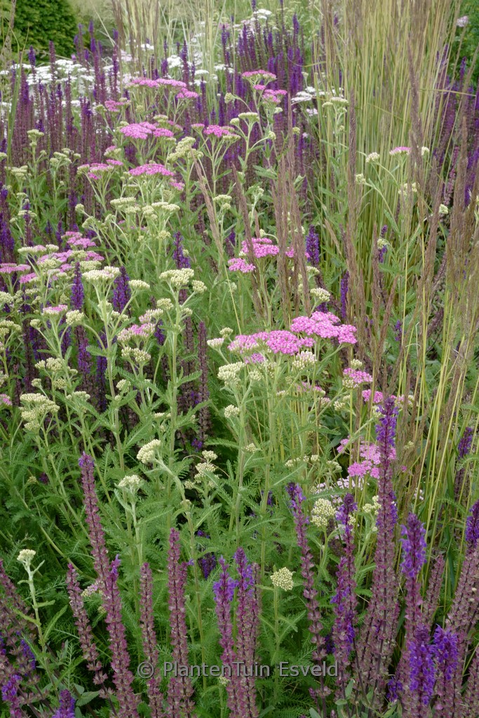 Achillea millefolium ‘Lilac Beauty’