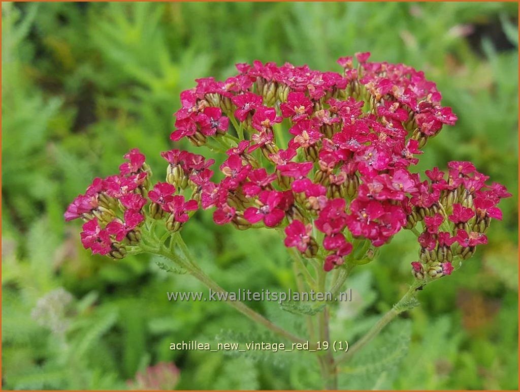 Achillea millefolium ‘New Vintage Red’