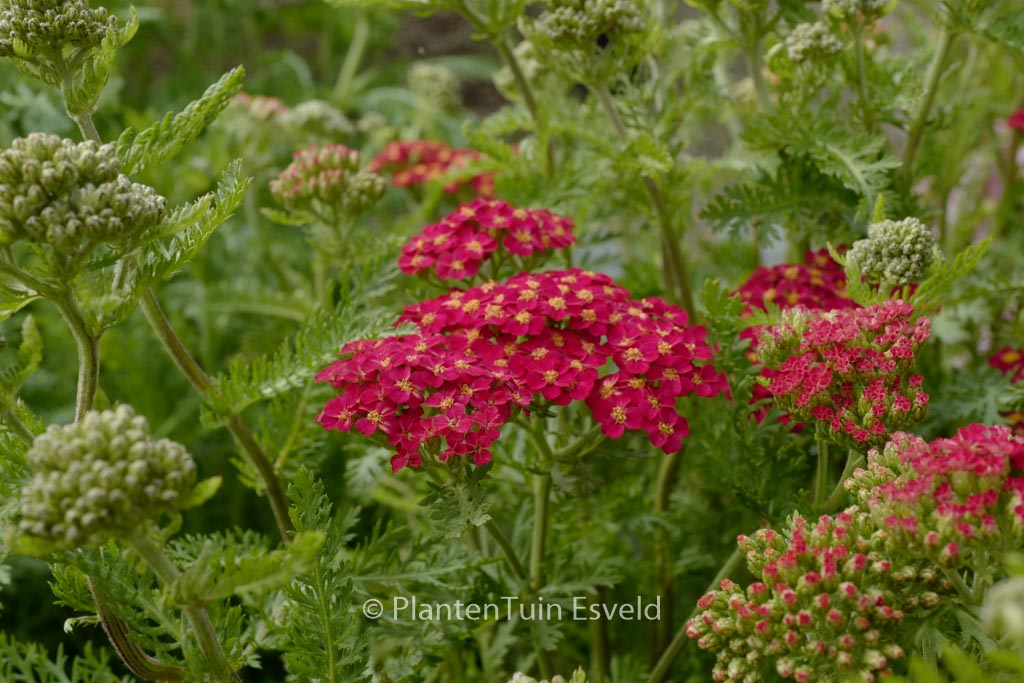 Achillea millefolium ‘Paprika’
