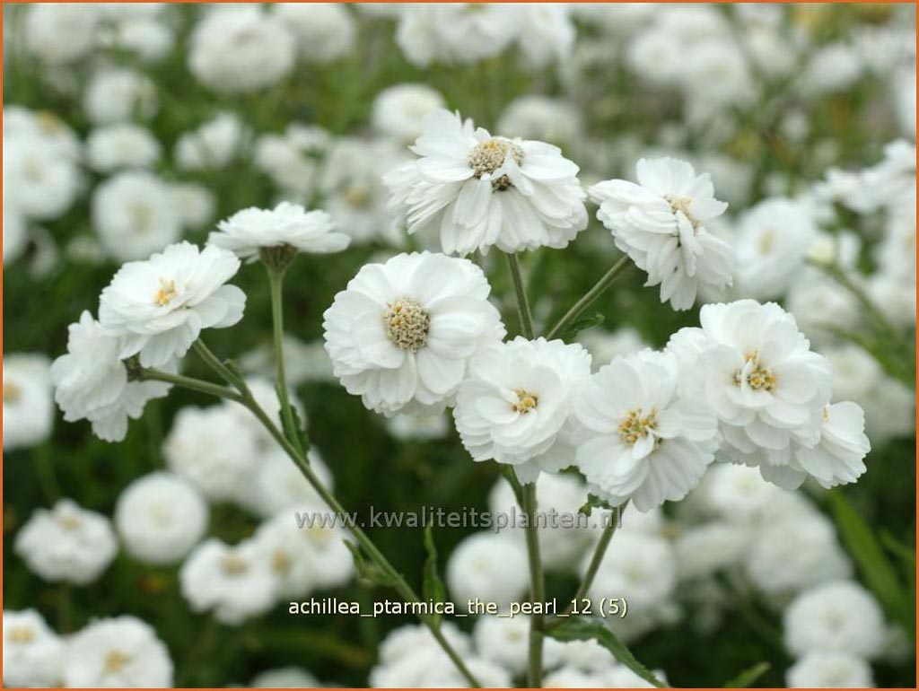 Achillea ptarmica ‘The Pearl’