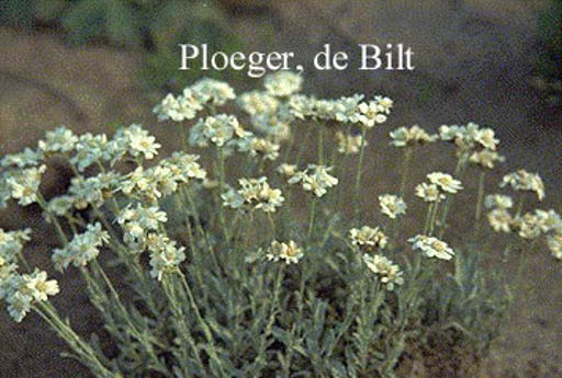 Achillea umbellata