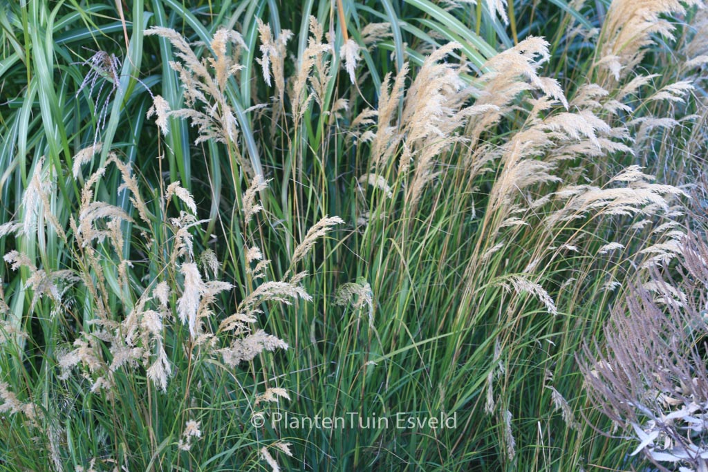 Achnatherum calamagrostis
