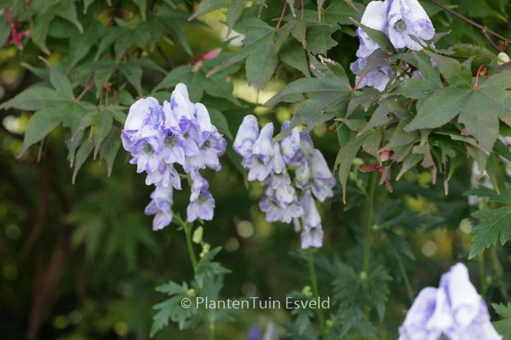 Aconitum carmichaelii ‘Cloudy’