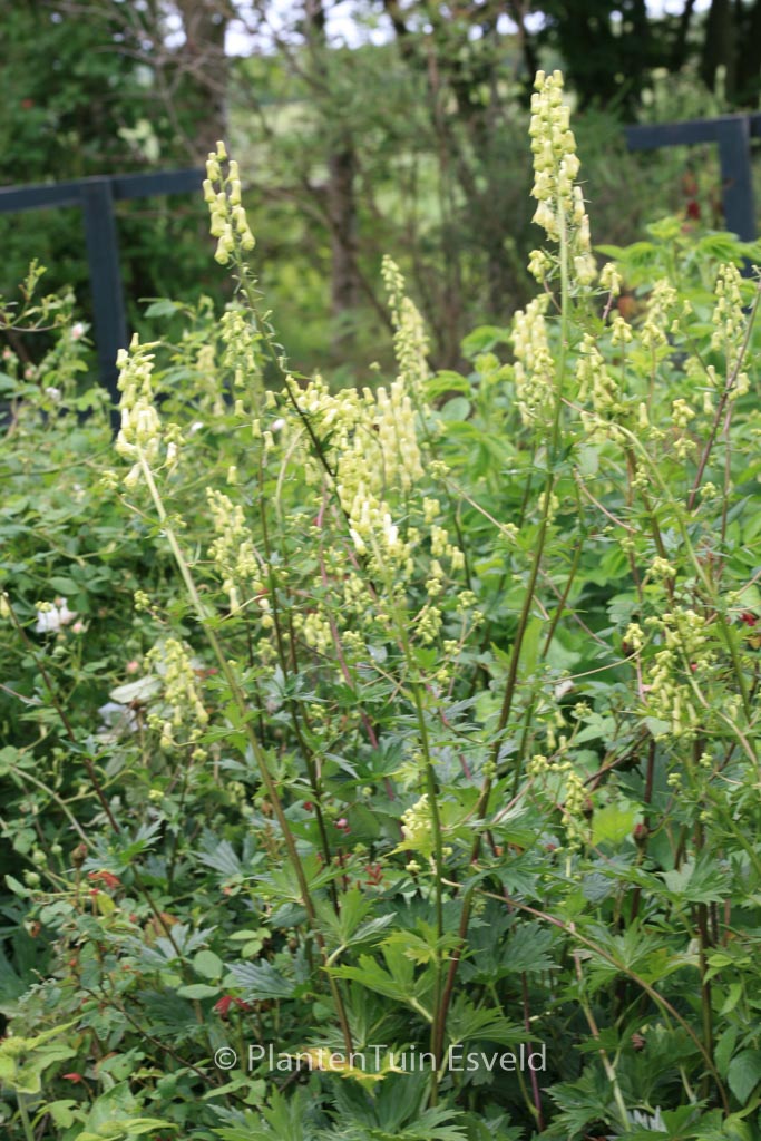 Aconitum septentrionale ‘Ivorine’