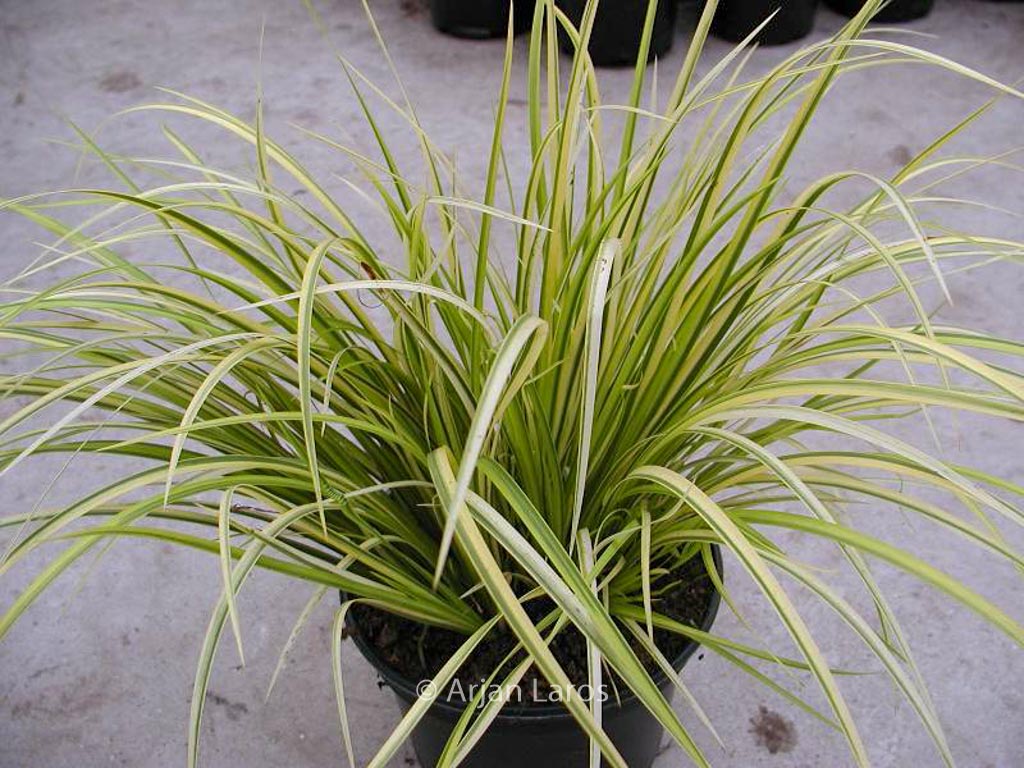Acorus gramineus ‘Oborozuki’