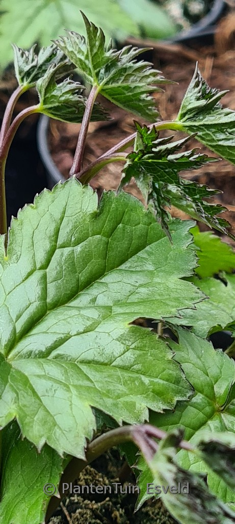 Actaea japonica ‘Silver Dance’