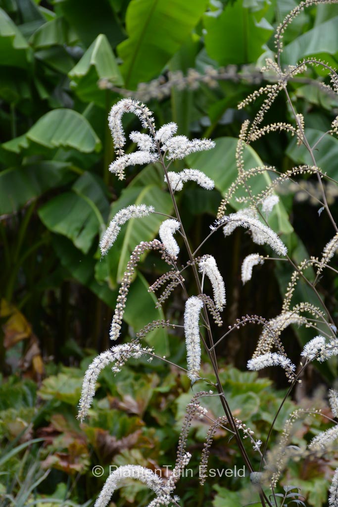 Actaea racemosa ‘Queen of Sheba’
