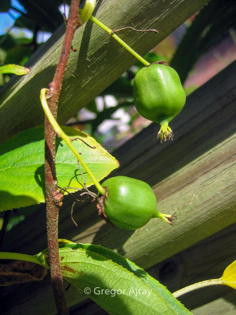 Actinidia arguta ‘Issai’