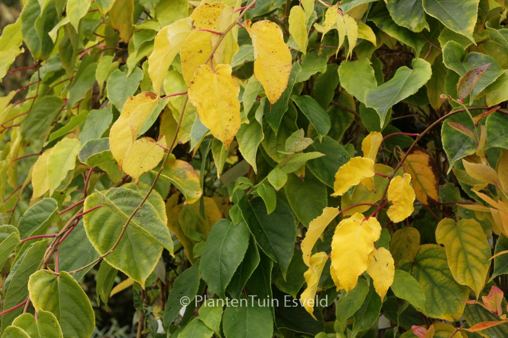 Actinidia arguta ‘Weiki’ (mnl.)