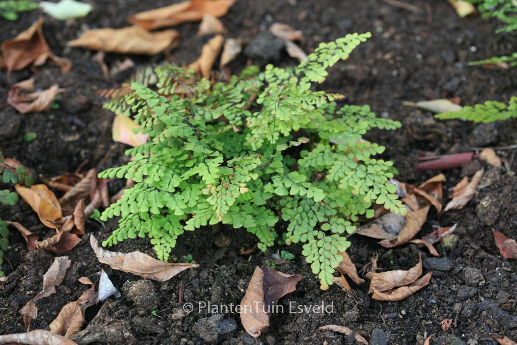Adiantum venustum
