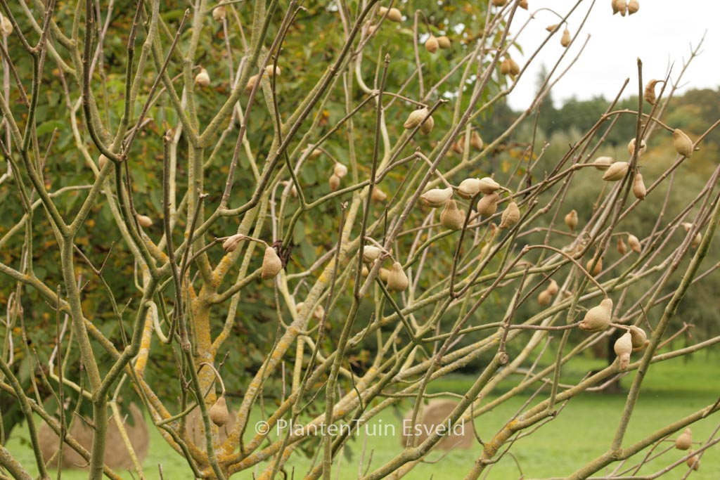 Aesculus californica