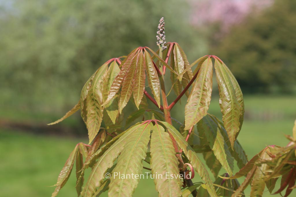 Aesculus indica ‘Sidney Pearce’