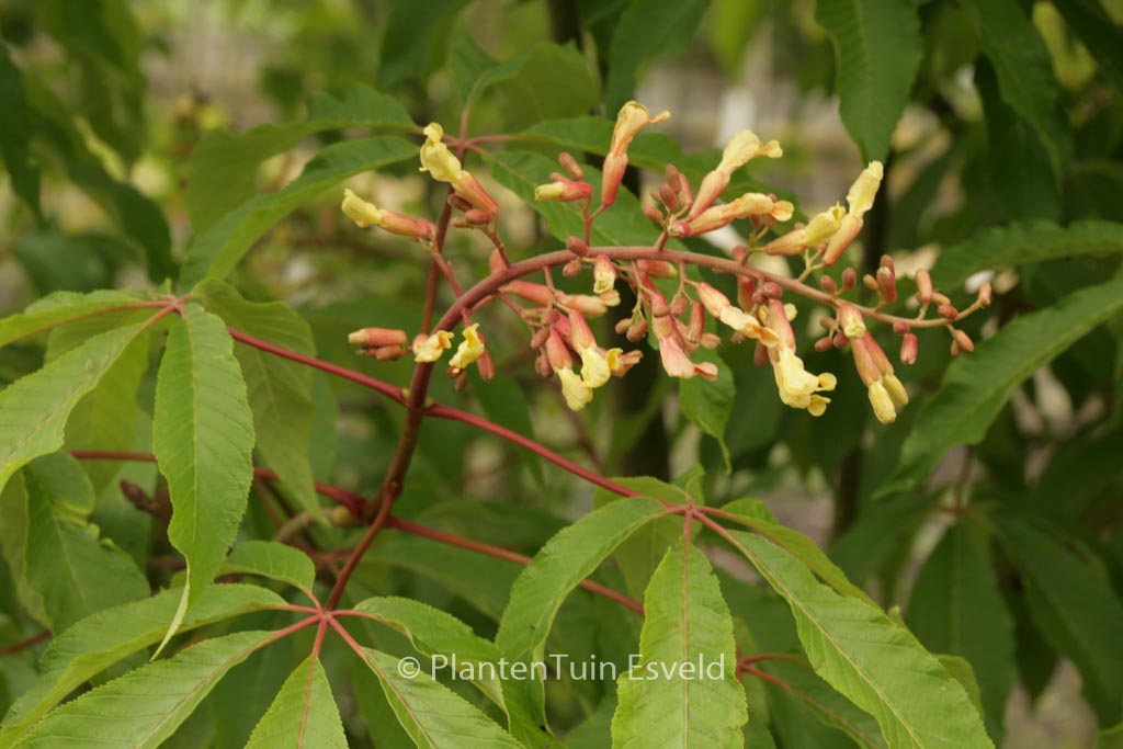 Aesculus mutabilis ‘Penduliflora’