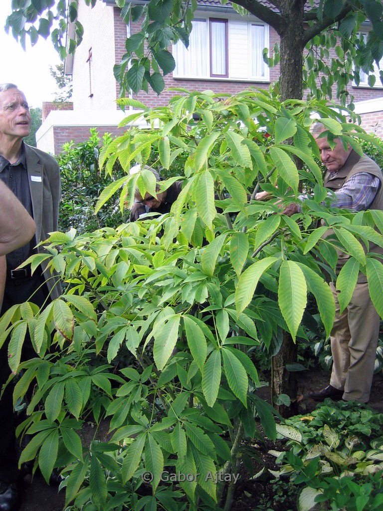 Aesculus neglecta ‘Autumn Fire’
