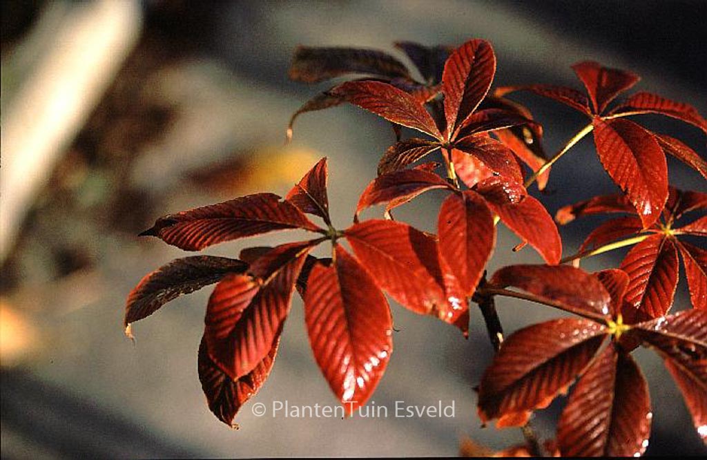 Aesculus pavia