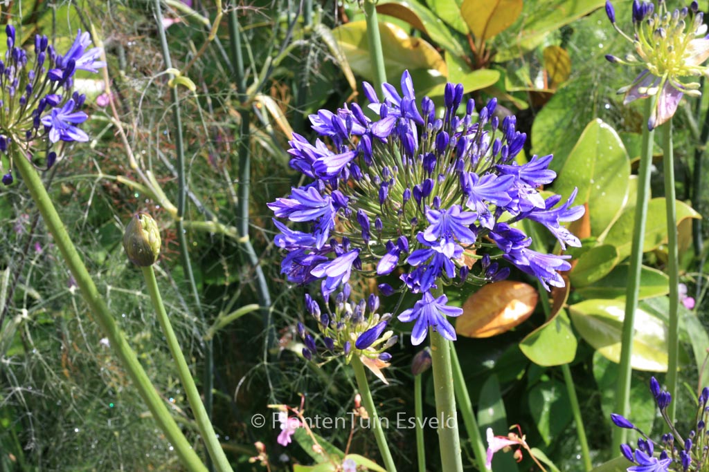 Agapanthus ‘Dr. Brouwer’
