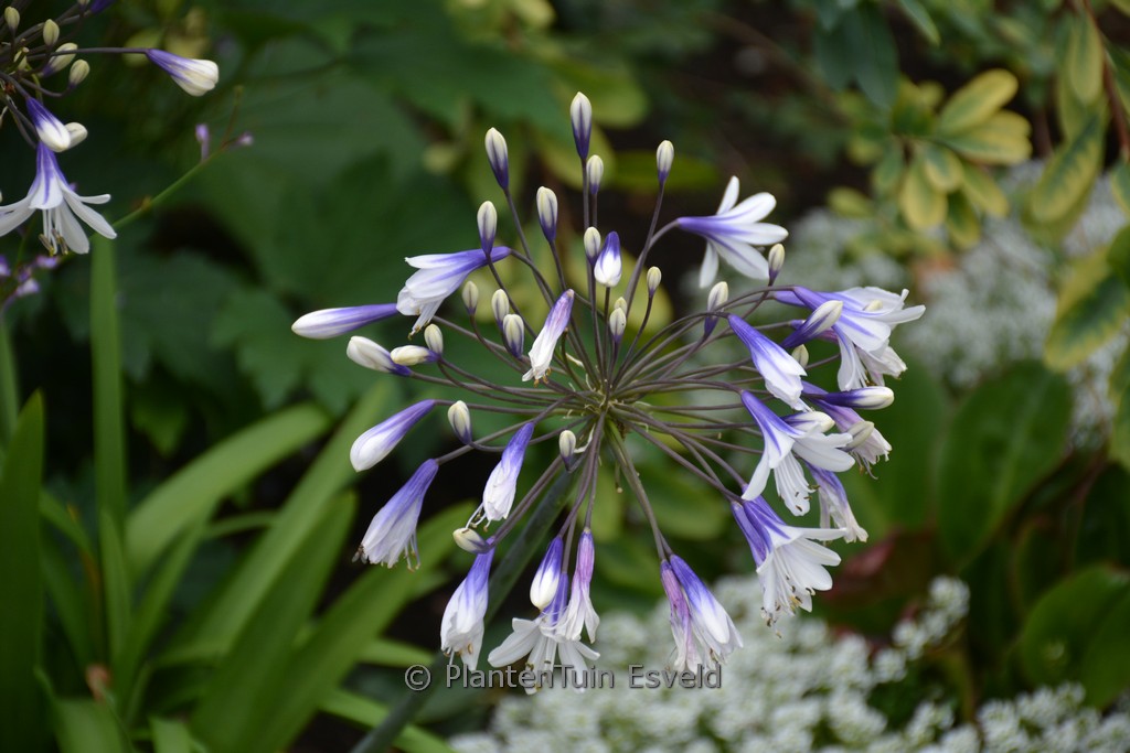 Agapanthus ‘Fireworks’
