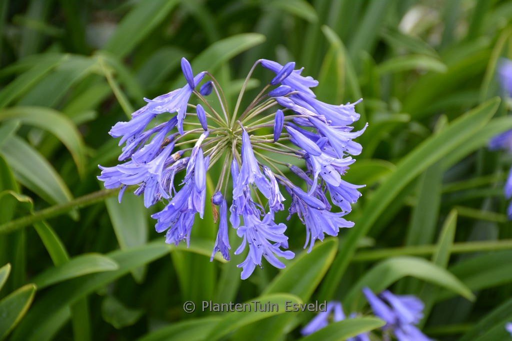 Agapanthus ‘Purple Cloud’
