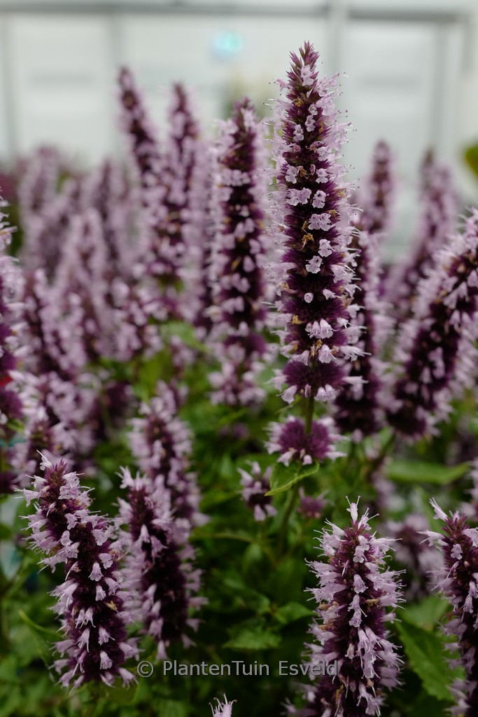 Agastache ‘Agapk’ (BEELICIOUS PINK)