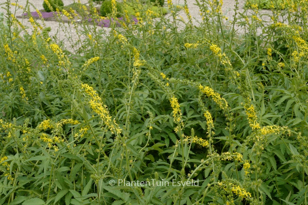 Agrimonia eupatoria