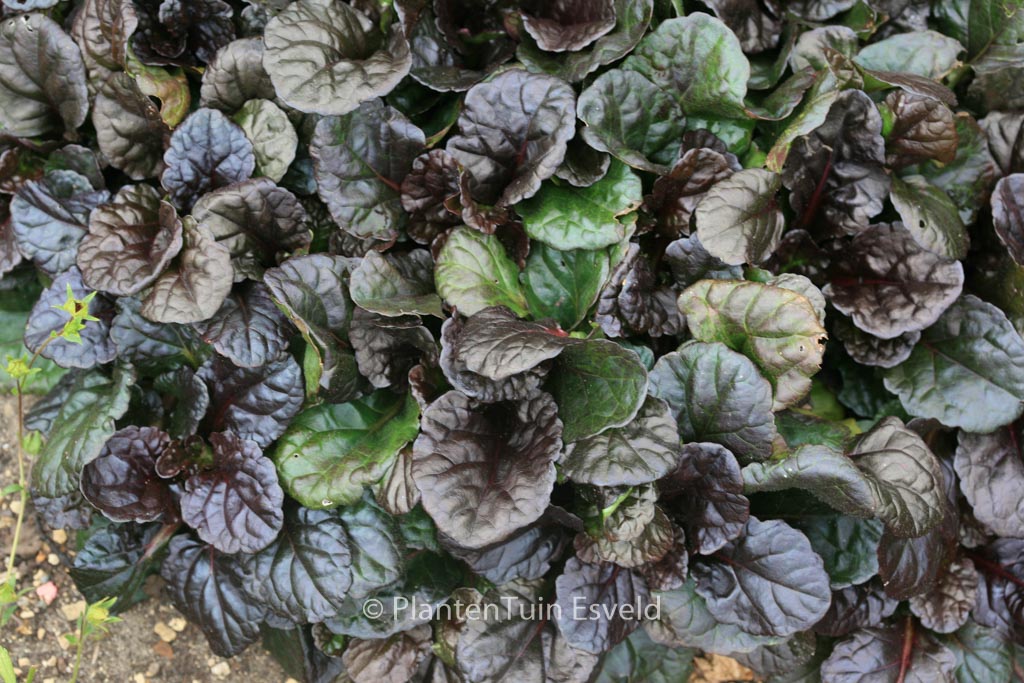 Ajuga reptans ‘Black Scallop’