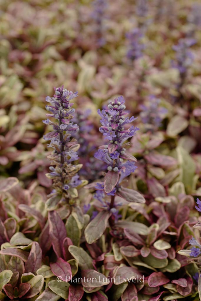 Ajuga tenorii ‘Piotrek01’ (PRINCESS NADIA)