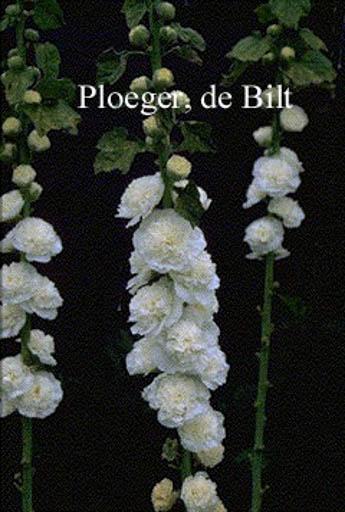 Alcea rosea ‘Pleniflora’ wit