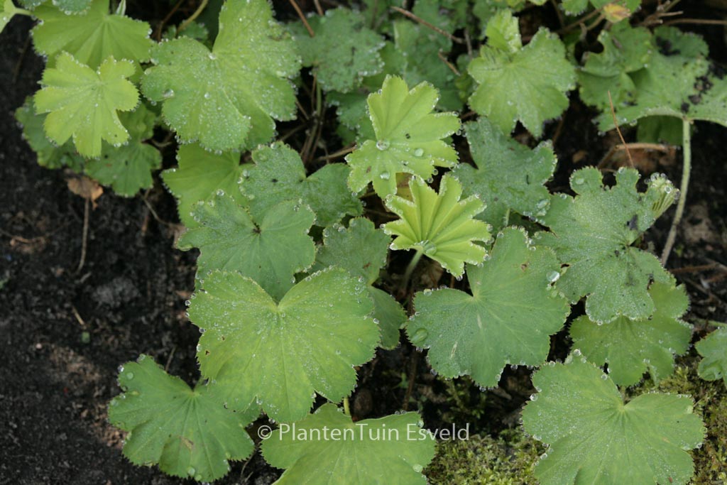 Alchemilla epipsila