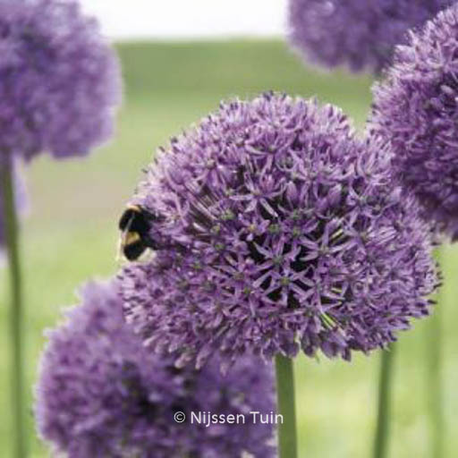 Allium ‘Gladiator’