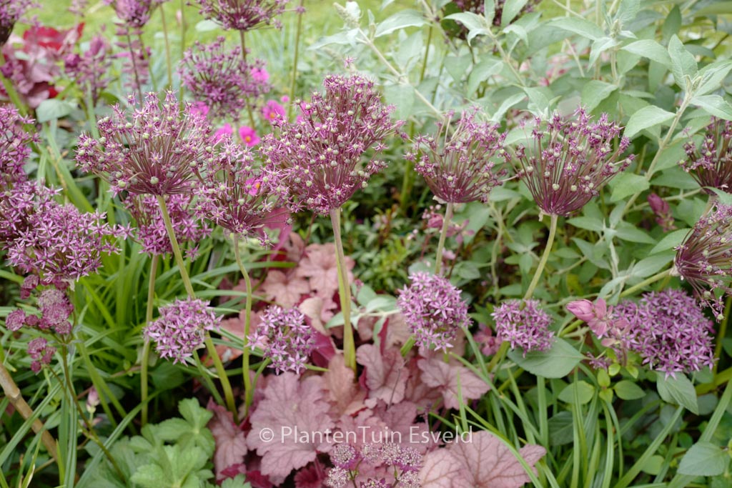 Allium ‘Miami’