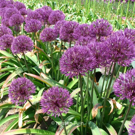 Allium ‘Powder Puff’