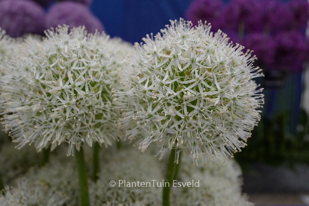 Allium ‘White Giant’