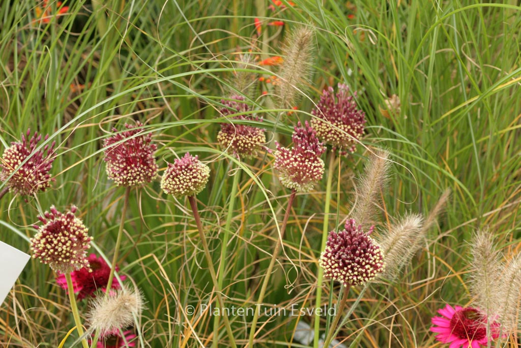 Allium amethystinum ‘Red Mohican’