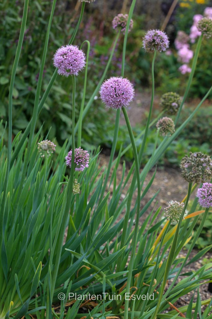 Allium nutans ‘Caroline’
