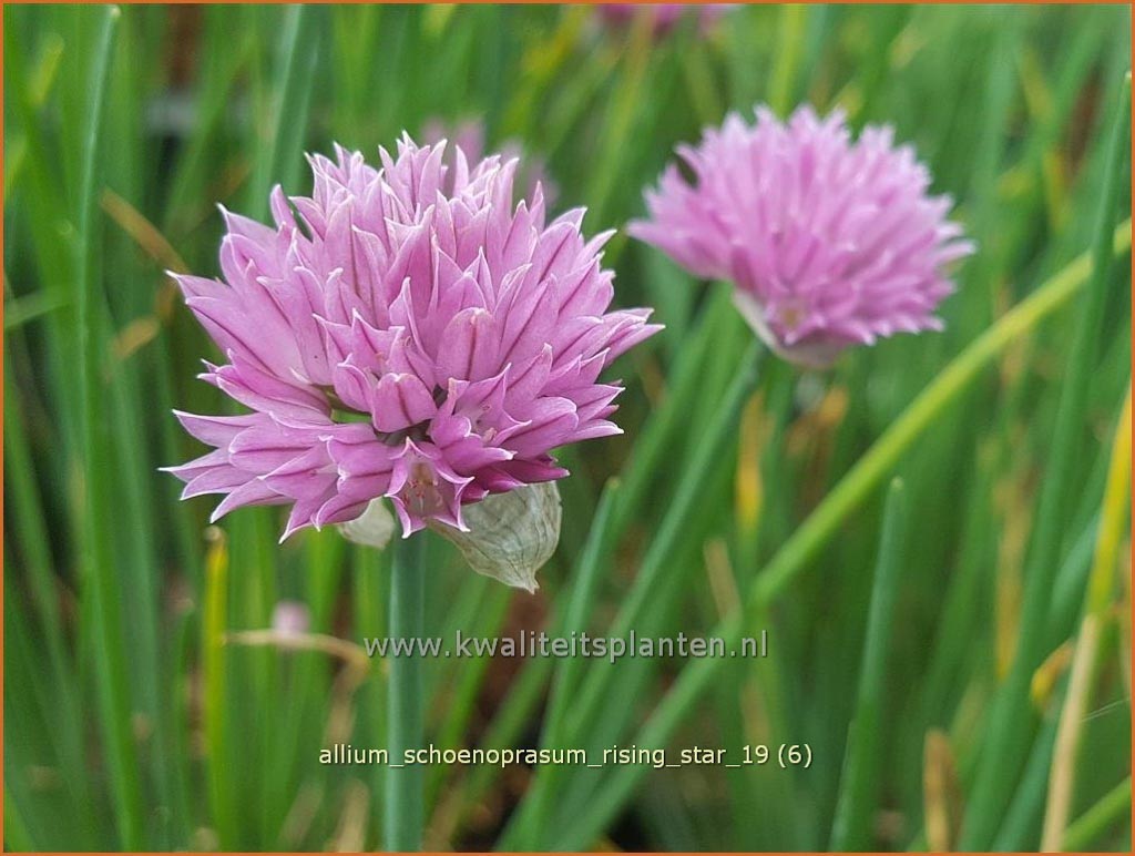 Allium schoenoprasum ‘Rising Star’