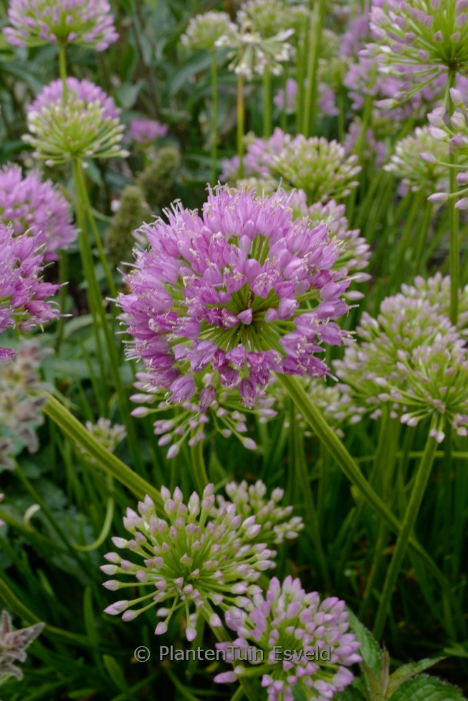 Allium senescens ‘Avatar’