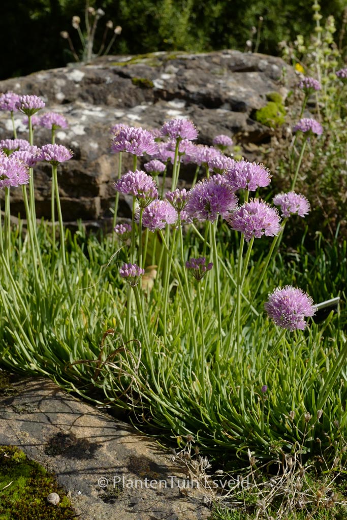 Allium senescens ‘Glaucum’