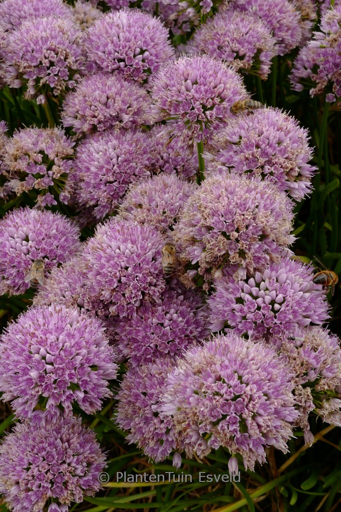 Allium senescens ‘Silver Spreader’