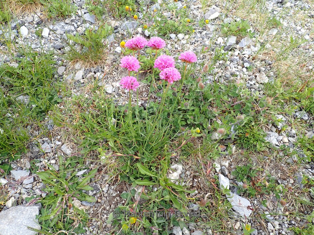 Allium senescens montanum