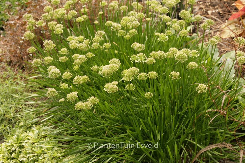 Allium tuberosum