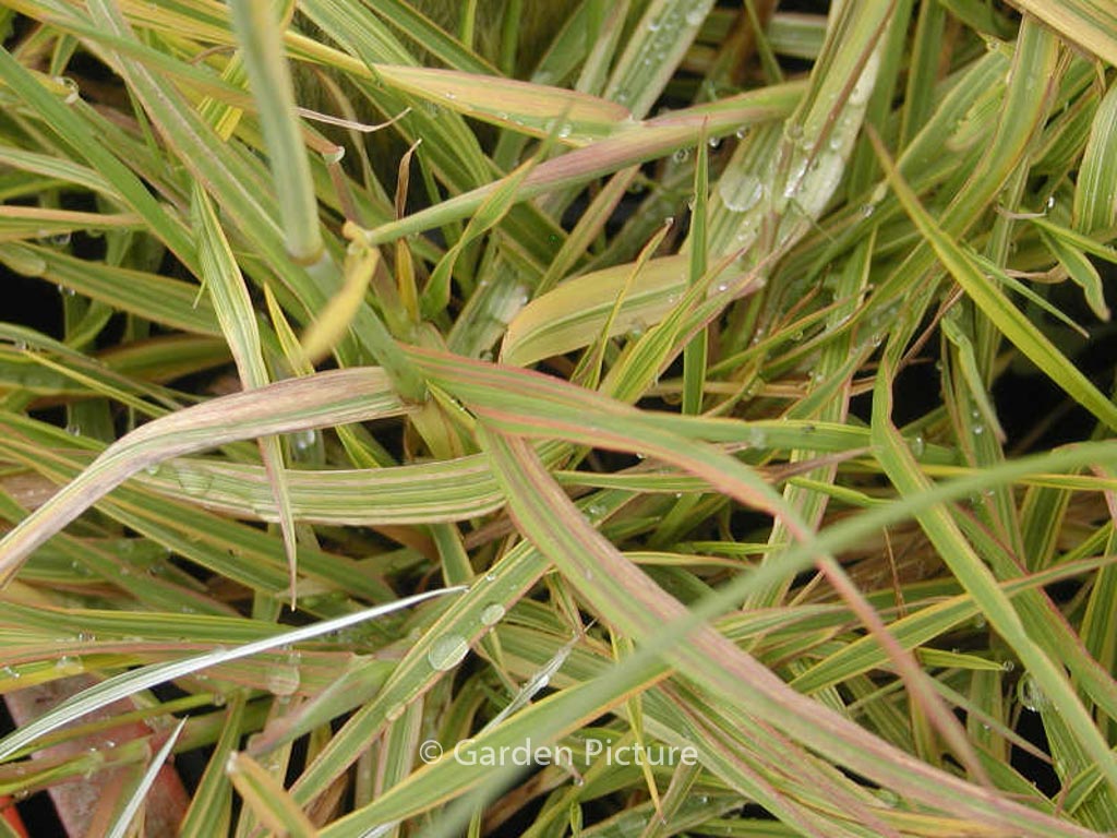 Alopecurus pratensis ‘Aureovariegatus’