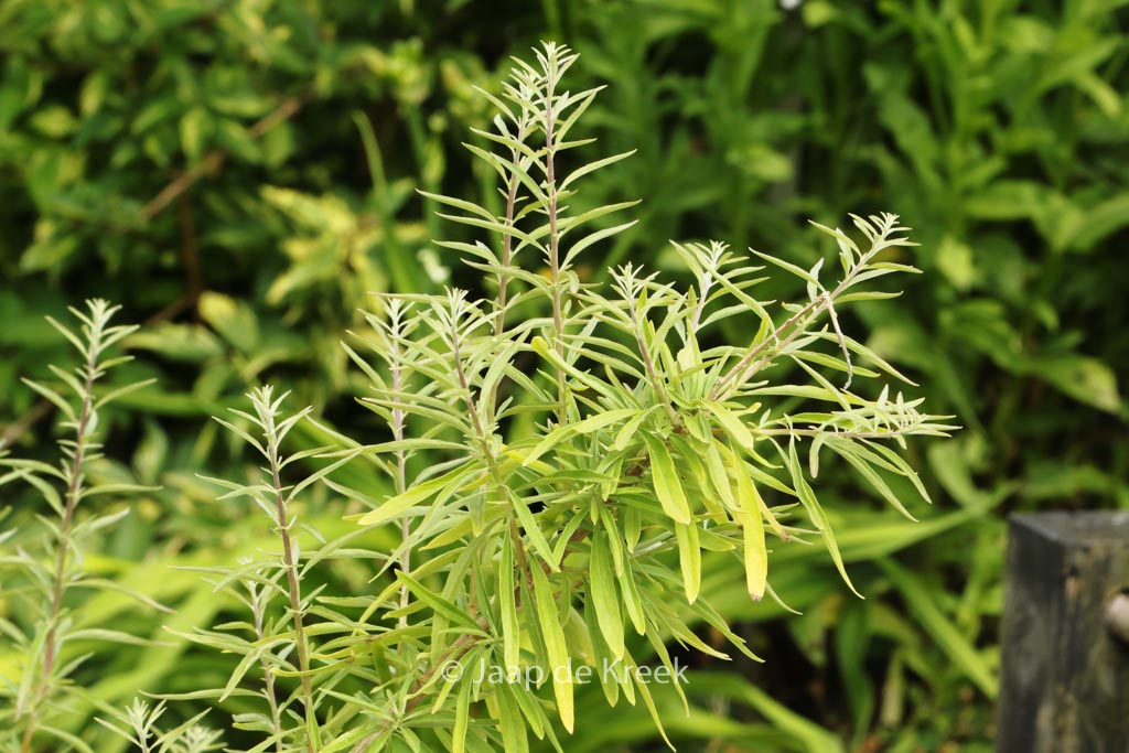 Aloysia polystachya