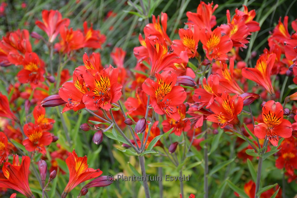 Alstroemeria ‘Mars’
