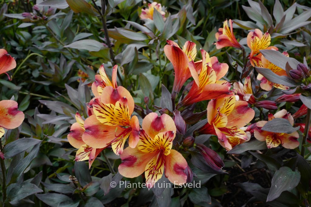 Alstroemeria ‘Tesronto’ (INDIAN SUMMER)