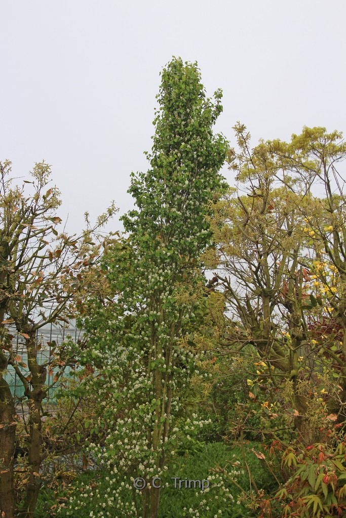 Amelanchier alnifolia ‘Obelisk’