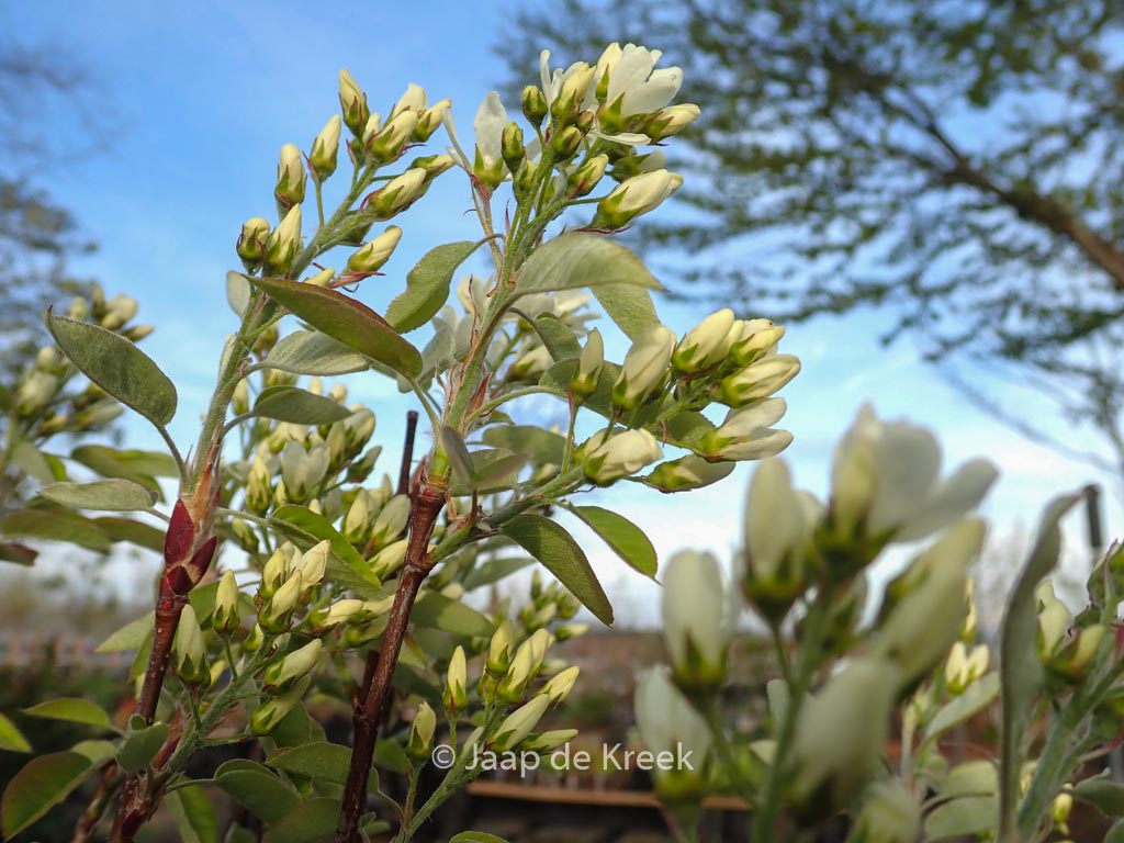 Amelanchier alnifolia ‘Saskatoon Berry’