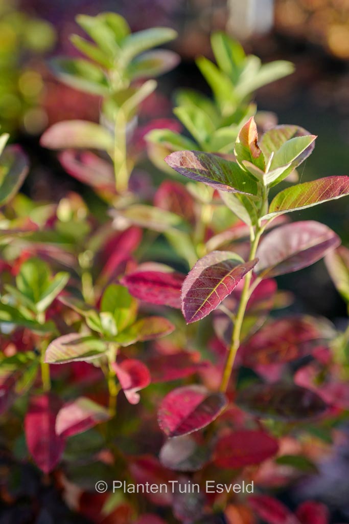 Amelanchier canadensis ‘October Flame’
